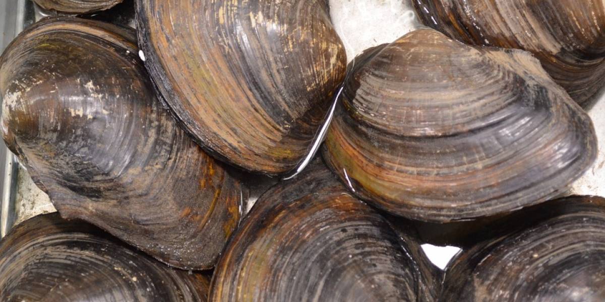 Investigación les busca nuevos usos a las conchas de moluscos chilenos