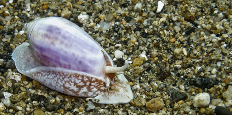 Caracolas de moluscos impactados por el cambio climático serán exhibidas en Museo de Historia Natural