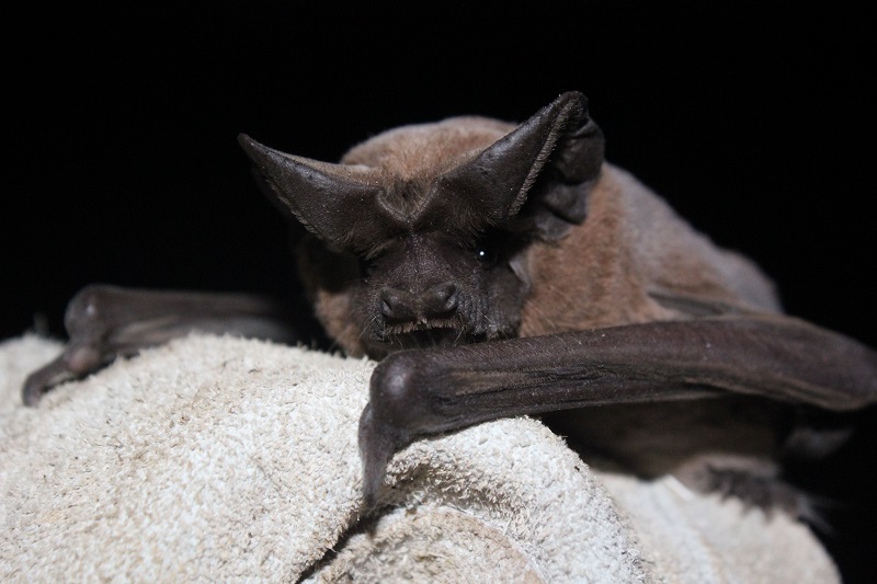 Investigadora del Centro CiiCC-UST reportó nueva especie de murciélago en Chile